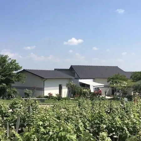 Spacieuse Avec Piscine Au Milieu Des Vignes Villa